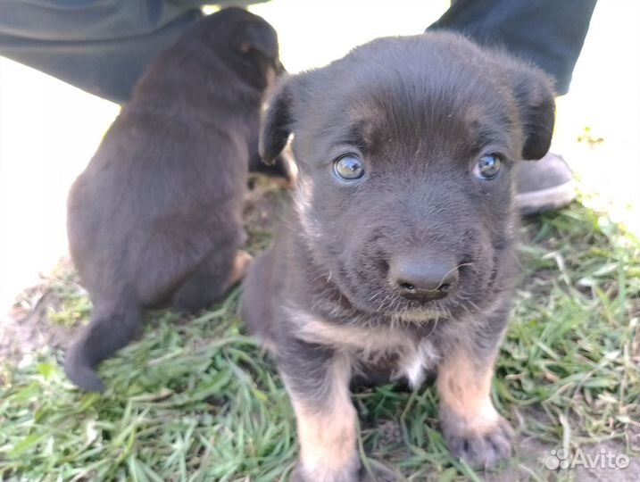 Щенки в добрые руки даром