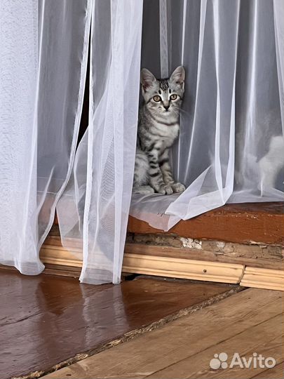 Котята от британца
