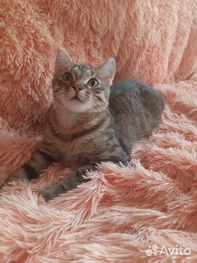 Чудесный красавчик