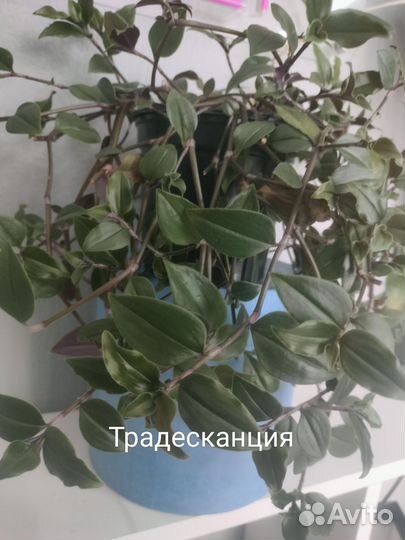 Комнатные растения