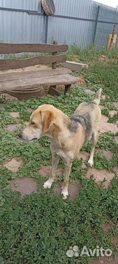 Собака порода русская гончая в добрые руки