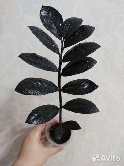 Замиокулькас черный