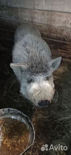 Продам хряка,породы Кармал