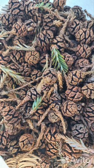 Секвоя шишки 300 шт