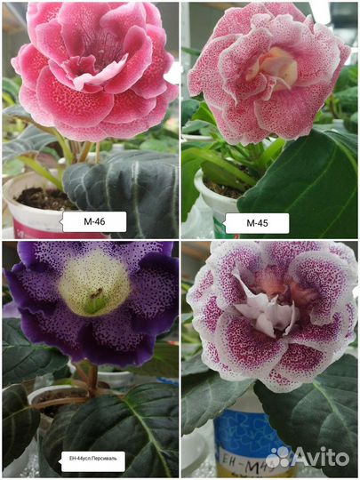 Глоксинии сортовые