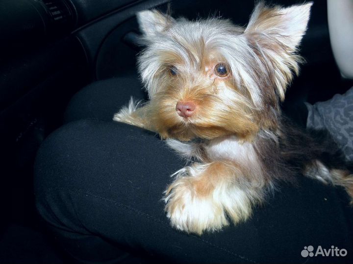 Мальчик Йорка шоколадного окраса