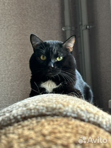 Кот ищет кошечку для вязки