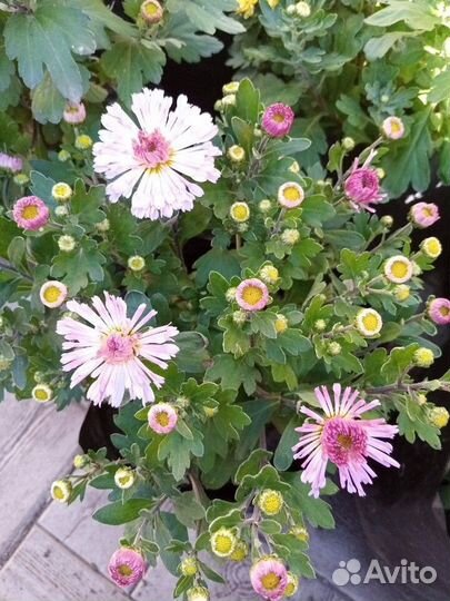 Хризантемы мультифлора