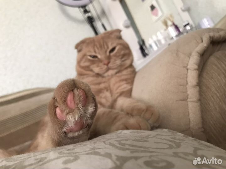 Шотландский кот вязка