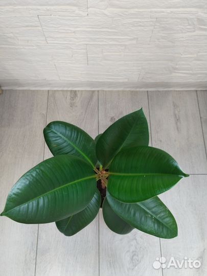 Фикус с горшком 3