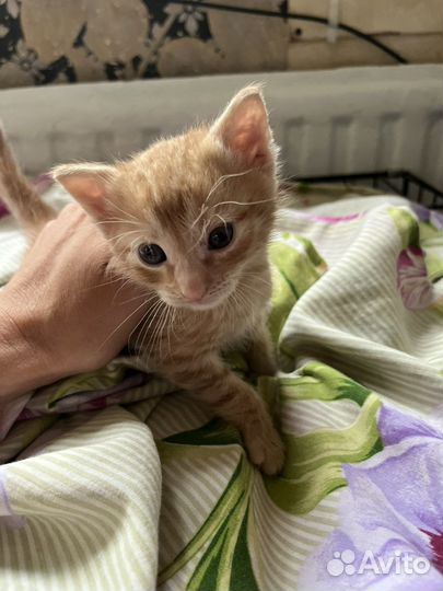 Рыжий котенок мальчик