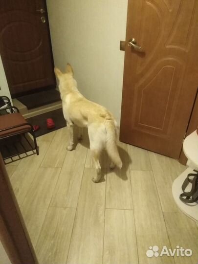 Передержка собак, зооняня