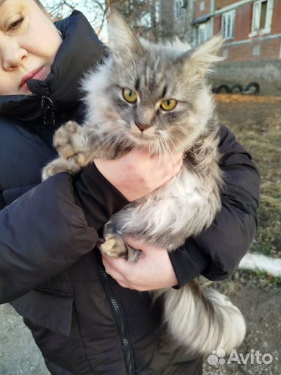 Отдам в хорошие руки, очень добрая,потеряшка