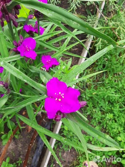 Традесканция малиновая