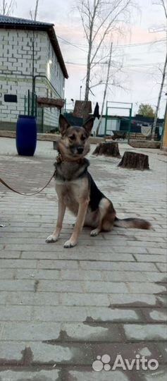 Овчарка метис Вео