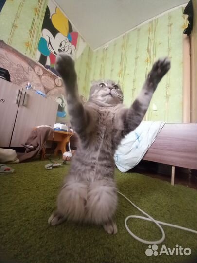 Шотландская