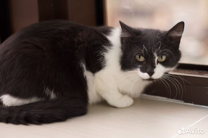 Сенюшка (кот)