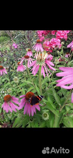 Гортензия метельчатая розовая, саженцы