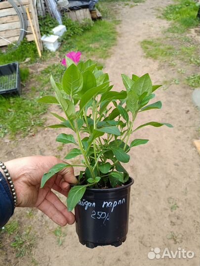 Петуния тайдалы