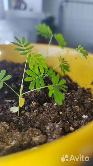 Мимоза стыдливая