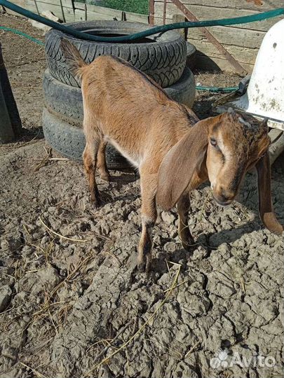 Англо нубийские козлята