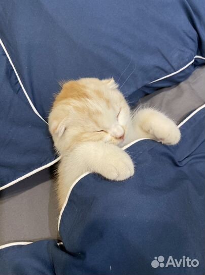 Шотландский кот вязка