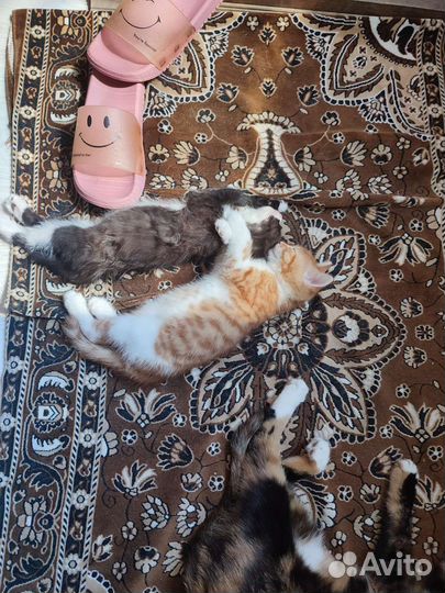 Кошки в добрые руки