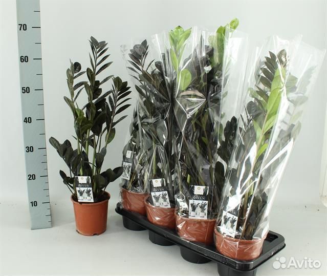 Замиокулькас равен 14 60