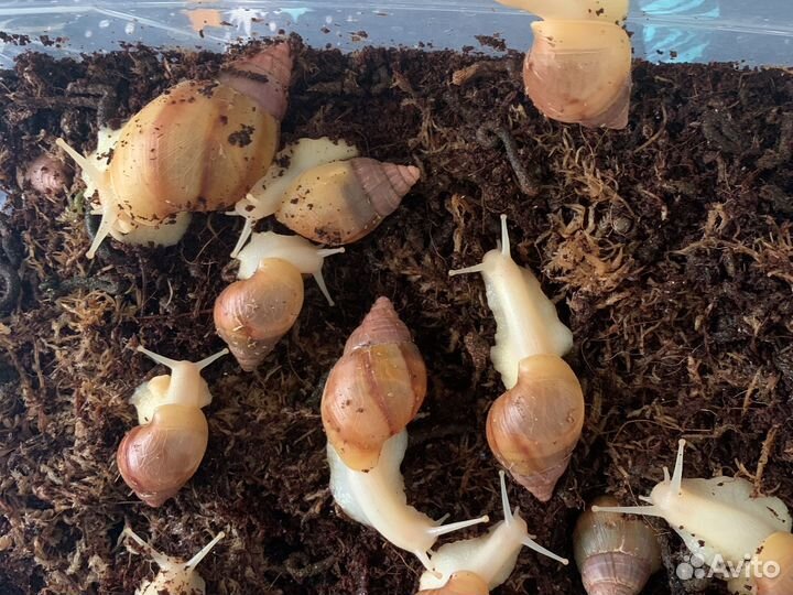 Продам улитят Ахатина альбинос