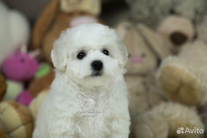 Бишон фризе девочка