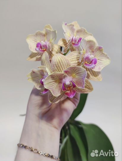 Орхидея фаленопсис