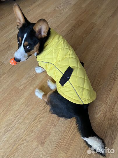 Жилетка для средних собак