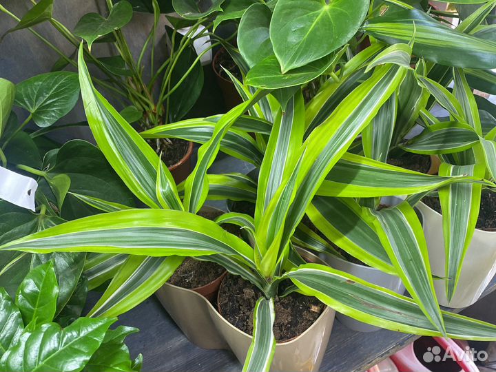 Драцена лемон лайм