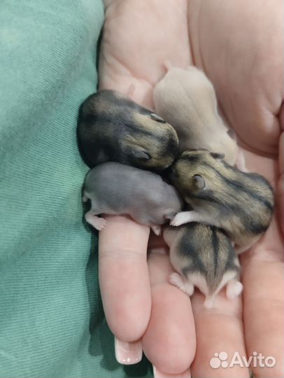 Джунгарский хомяк