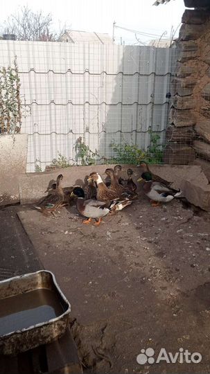 Подсадные утки