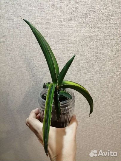Сансевьерия Dark green clon var