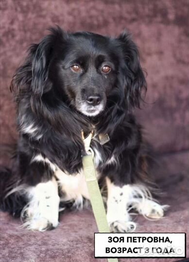 Собака в добрые руки