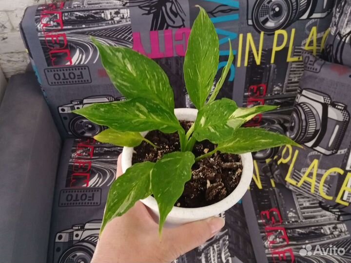 Хлорофитум И спатифиллум