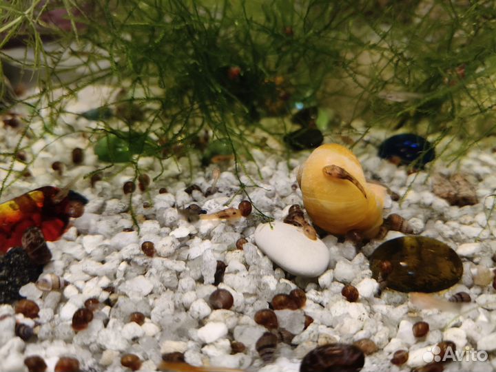 Сомики Анцитрусы