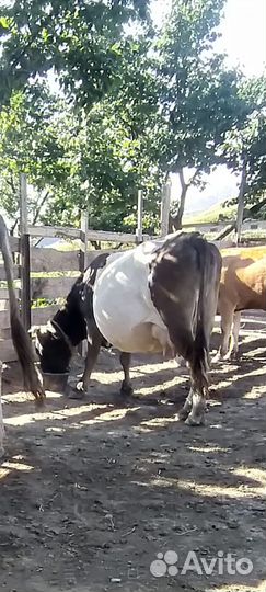Коровы и телки
