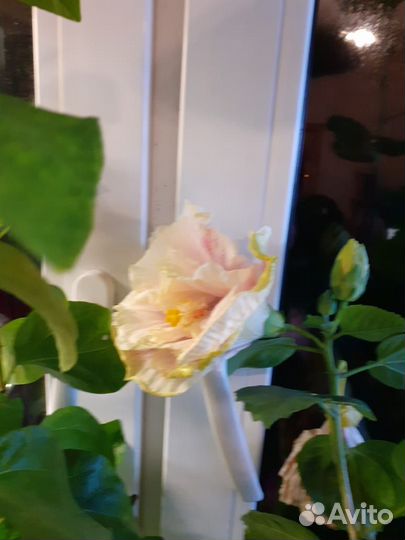 Гибискус NK Cashew Кешью