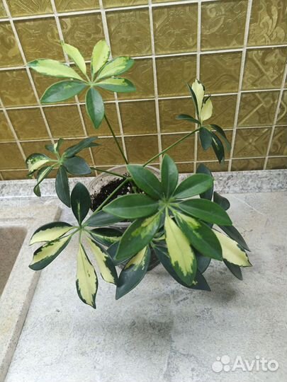 Шефлера вариегатная