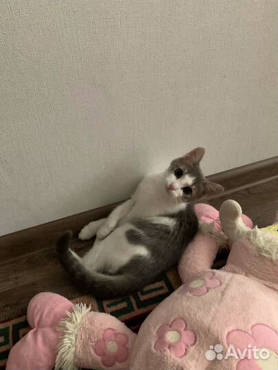 Кошечка Люся