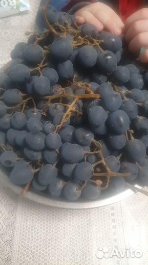 Чубуки винограда