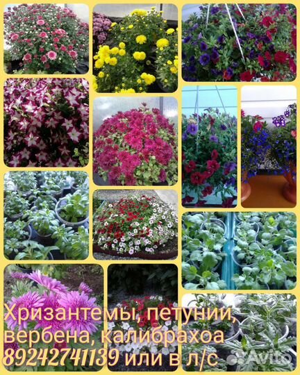 Рассада цветов вербена, петунья и др