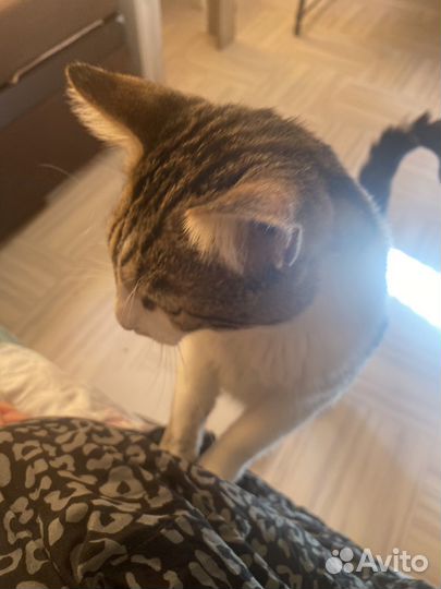 Котик Бузик