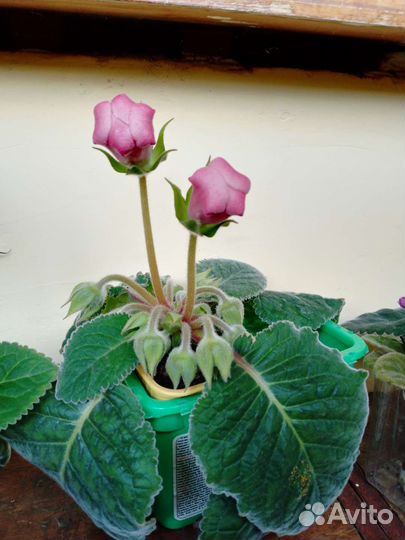 Глоксиния в горшке