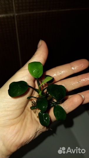 Растения для аквариума