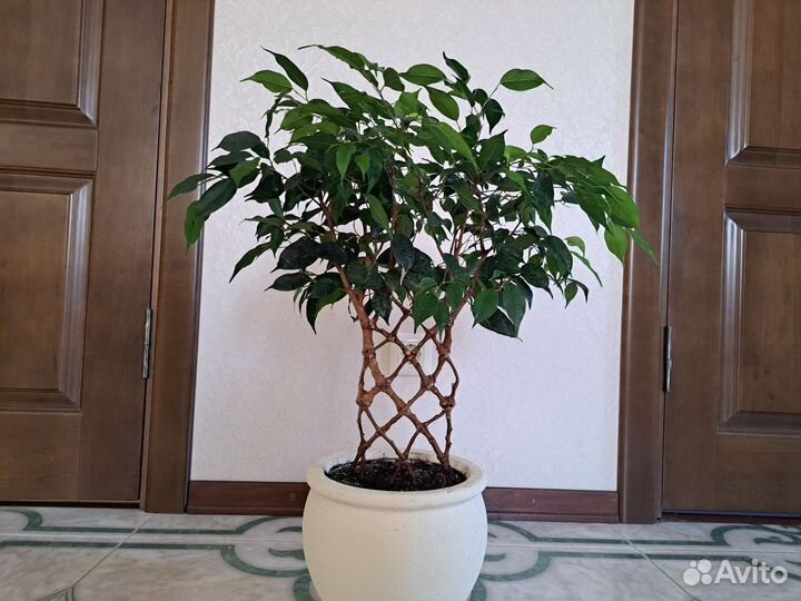 Комнатные растения. Фикус Бенджамина