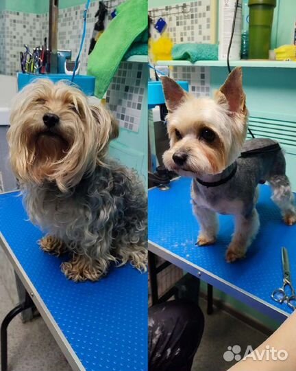 Стрижка кошек и собак (груминг)